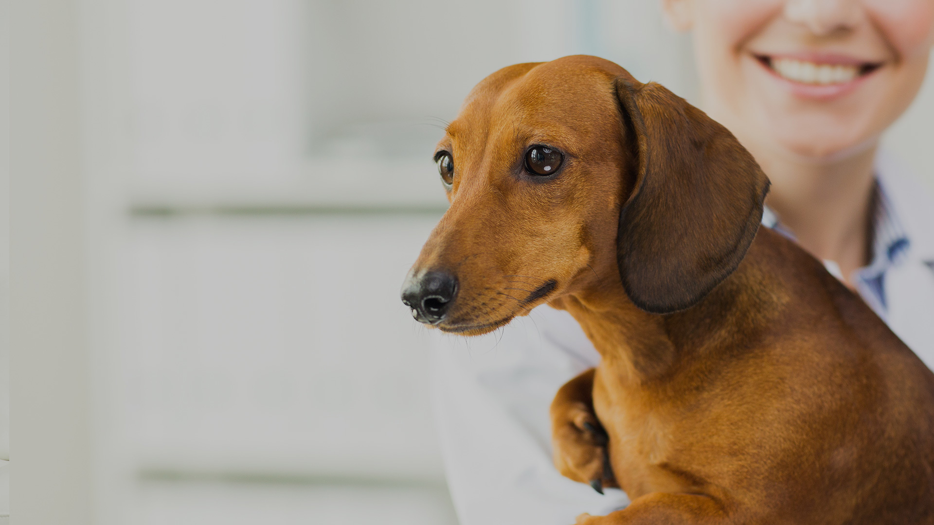 Ensuring Animal Health, Enhancing Lives|<font color='4a2d87'>C</font>ovet|수의사 중심의 지식, 경험, 기술 동물병원 네트워크